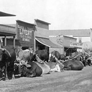 DAKOTA TERRITORY, c1888. Miners ox teams at Sturgis, Dakota Territory, in the