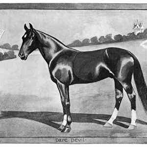 DARE DEVIL, 1902. American standardbred racehorse. Illustration, 1902