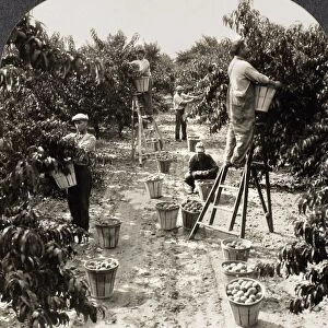 DELAWARE: PEACH ORCHARD. Gathering peaches in Delaware. Stereograph view, c1900