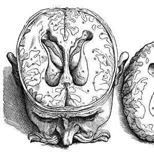 Dissection of the brain (fig. 4). Woodcut from the seventh book of Andreas Vesalius De Humani Corporis Fabrica, published in 1543 at Basel, Switzerland