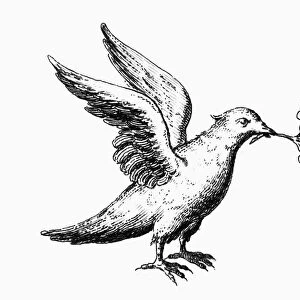 DOVE: NOAHs ARK. Detail of the dove from an 18th century French engraving depicting Noahs Ark