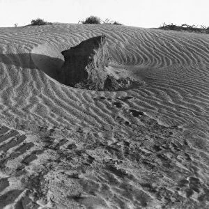 DUST BOWL, 1936. Farmland in Texas eroded by dust storms as a result of overgrazing