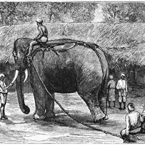ELEPHANT LABOR, 1874. An elephant hauling timber in Sri Lanka. Engraving, American