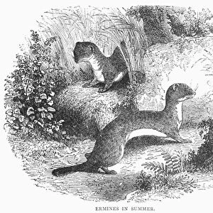 ERMINES IN SUMMER. Wood engraving, 19th century