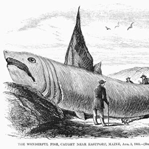 FANTASTICAL FISH, 1868. Wonderful fish, caught near Eastport, Maine. Wood engraving from an American newspaper of 1868