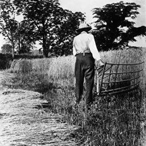 FARMER WITH CRADLE. An American farmer harvesting wheat with a cradle. Photograph