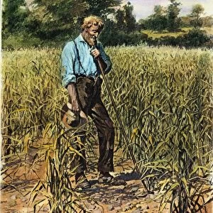 A FARMERs PRAYER FOR RAIN. Drawing, 1894, by Arthur Burdett Frost