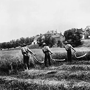 FARMING: SCYTHES. American farmers cutting grain with scythes. Photographed c1920