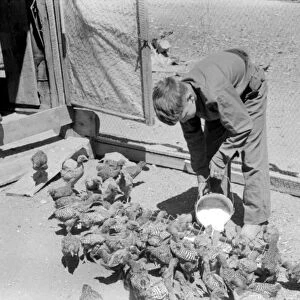 FEEDING CHICKENS, 1940. A boy feeding chickens in Pie Town, New Mexico. Photograph by Russell Lee