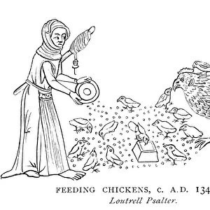 FEEDING CHICKENS. A woman feeding chickens