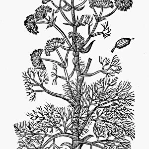 Ferual persica, a source of asafetida which is used medicinally as an anti-spasmodic. Woodcut from John Gerards Herball