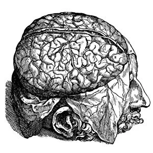 (Figure 2). Woodcut from the seventh book of Andreas Vesalius De Humani Corporis Fabrica, published in 1543 at Basel