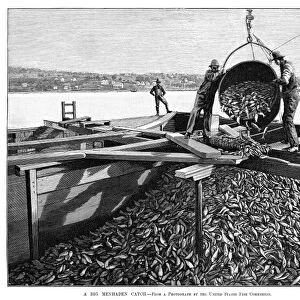 FISHING INDUSTRY, 1889. A big menhaden catch. Engraving, 1889