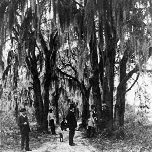FLORIDA: LIVE OAKS, c1875. People standing on a dirt road line with live oaks and Spanish moss