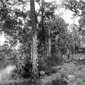 FLORIDA: LOG CABIN, c1894. A log cabin alongside the Tomoka River in Ormond, Florida