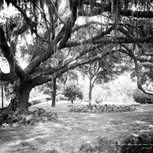 FLORIDA: OAK TREE, c1902. Live oak with Spanish moss at the Tampa Bay Hotel in Florida