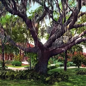 FLORIDA: TAMPA BAY, c1902. Oak tree and Spanish moss at the Tampa Bay Hotel in Tampa Bay, Florida