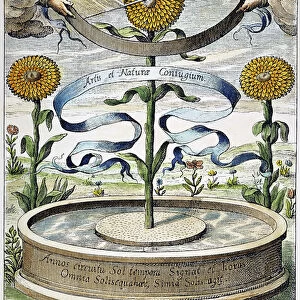 FLOWER CLOCK, 1643. Horoscopium botanicum showing sunflowers used to tell the time of day. Color engraving from Athanasius Kirchers De arte magnetica, published in 1643