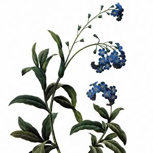 FORGET-ME-NOT. Forget-me-not (Myosotis scorpioides). Engraving after a painting by Pierre Joseph Redout