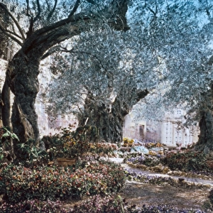 GARDEN OF GETHSEMANE. Inside the Garden of Gethsemane in East Jerusalem. Hand-colored photograph