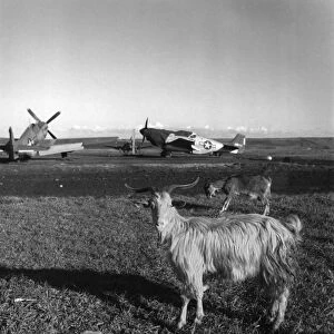 Goats on the runway at an airfield in Ramitelli, Italy. Photograph by Toni Frissell, March 1945