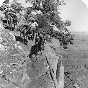 GRAND CANYON, 1903. A man with a horse and two pack mules on the Grand View Trail