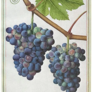 Grape-vine. Watercolor, Jacques Le Moyne de Morgues, c1585