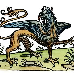 GRIFFIN, 1533. Woodcut, 1533, from a French signet