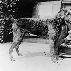 HARDING: LADDIE BOY, 1922. Laddie Boy, the pet dog of President Warren G. Harding