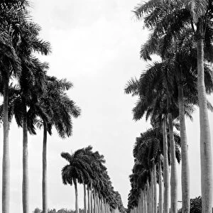 HAVANA: PALM TREES, c1900. Avenue of the Palms in Havana, Cuba. Photograph, c1900