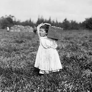 HINE: CHILD LABOR, 1910. Eight-year old Jennie Camillo, working during the cranberry