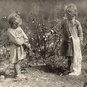 HINE: CHILD LABOR, 1913. Four-year-old and five-year-old girls picking cotton during