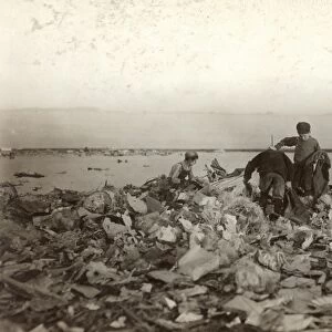 HINE: POVERTY, 1909. Three young boys scavenging through a dump pile in Boston, Massachusetts