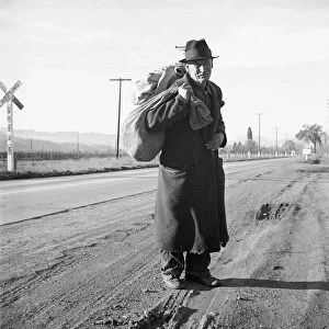 HOBO WORKER, 1938. A homeless man on a road in Californias Napa Valley, traveling