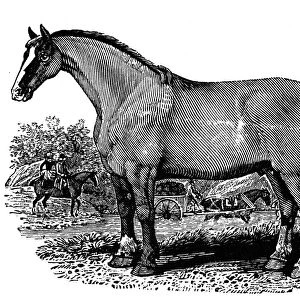 HORSE. Clydesdale horse. Wood engraving, early 19th century