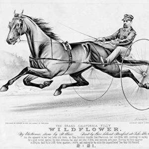 HORSE RACING, c1883. The Grand California Filly Wildflower