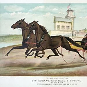 HORSE RACING, c1889. The Famous Double Trotting Team, Sir Mohawk and Nellie Sontag