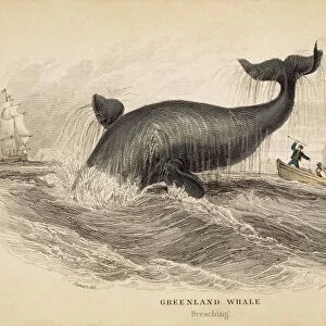 HUNTING GREENLAND WHALE. Etching, English, c1840