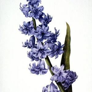 HYACINTH (Hyacinthus orientalis). Engraving after painting, 1833, by P. J. Redoute