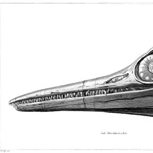 ICHTHYOSAUR, 1812. The fossil skull of an ichthyosaur discovered by Joseph Anning
