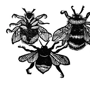 INSECTS: BEES. Woodcut, English, 1658