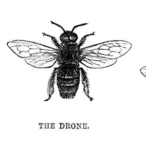 INSECTS: HONEY BEES. The worker, the drone and the queen. Wood engravings, 19th century