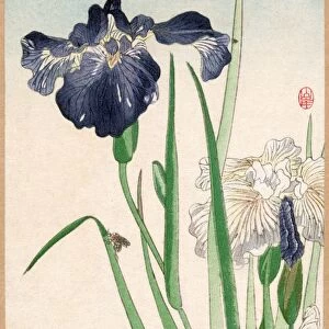 Irises. Woodcut attributed to Yamagishi, early 20th century
