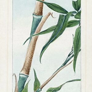 A Japanese drawing of the stalk and leaves of the take bamboo plant