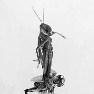 JERUSALEM: LOCUSTS, 1915. A locust molting its shell, during a locust plague in Jerusalem, March-June 1915