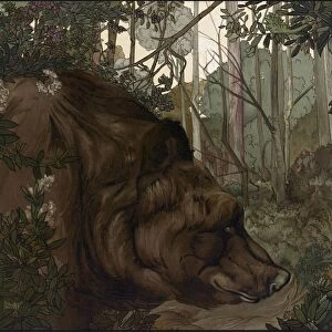 JUNGLE BOOK, 1903. Baloo in the forest
