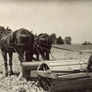 KENTUCKY: FARM, 1916. A boy driving a horse drawn roller on his fathers farm in