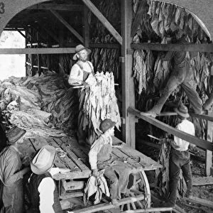 KENTUCKY: TOBACCO SHED. Hanging tobacco in shed for curing at Lexington, Kentucky