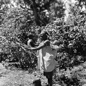 KENYA: COFFEE PICKER. A Kenyan woman picking coffee on a plantation while carrying