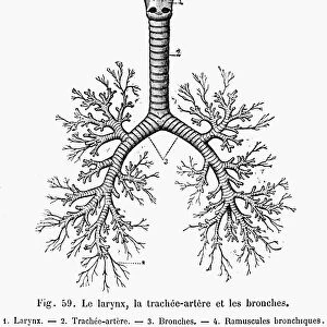 The larynx, trachea, and bronchial tubes. Line engraving, 19th century